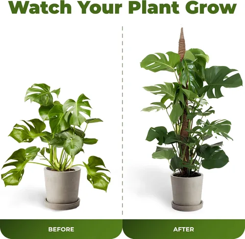 Miniatura 5 de Paquete de 2 postes de musgo flexibles de 28 pulgadas para soporte de plantas Monstera para plantas de interior - Bastón de musgo alto tipo enrejado