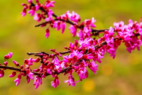 Red Bud Tree Seeds to Grow - Más de 30 semillas - Árbol con flores exóticas para patio o bonsái - Cercis chinensis - Árbol Redbud
