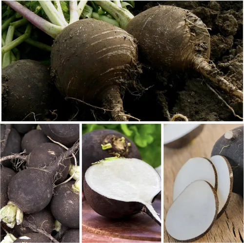 Miniatura 3 de Seed Needs Semillas de rábano para plantar rábanos españoles negros, sin OMG, reliquia y sin tratar, cultiva un huerto cultivado en casa, cultivos