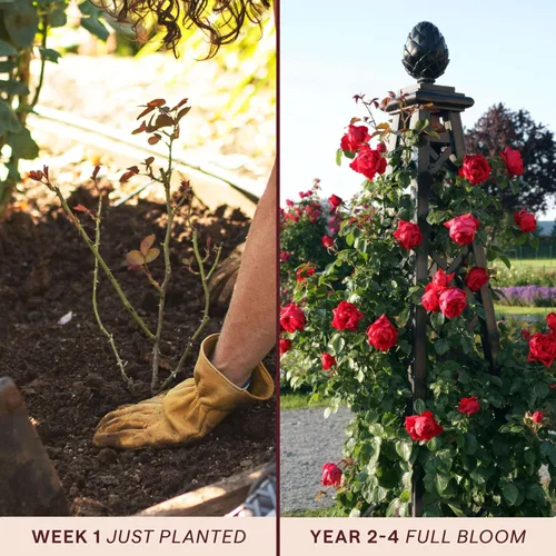 Miniatura 3 de Rosas trepadoras tradicionales, planta de raíz viva para jardín al aire libre, Arborose® Florentina, moderadamente fragante, zonas de rusticidad