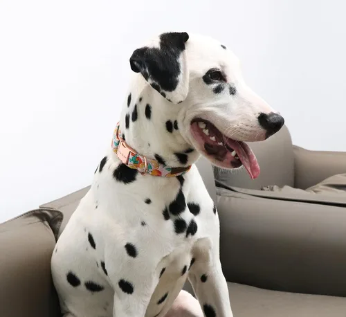 Miniatura 4 de Unique style paws - Collar para perro con hebilla de metal, naranja, duradero, lindo collar para perros pequeños, medianos y grandes