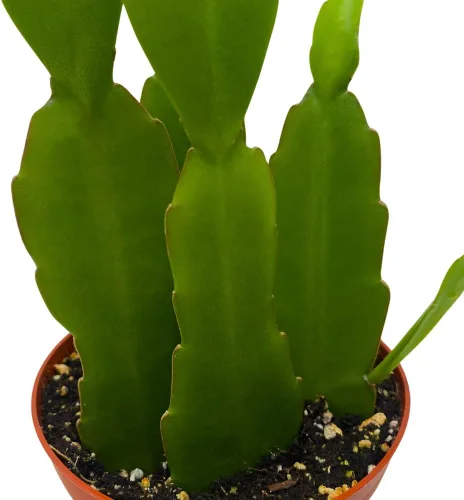 Miniatura 4 de BubbleBlooms Epiphyllum Orchid Cactus en una maceta de 4 pulgadas Disocactus ackermannii