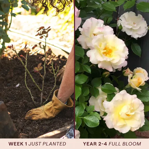 Miniatura 3 de Heirloom Roses Rose Bush - Easter Basket™ Planta amarilla viva para plantar al aire libre