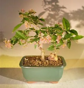 Dwarf Cherry Barbados Bonsai Tree - Medium Flowering Weeping Plant 7inch Tall 7 Years Grow Blossom Live Plants w/ Mica Pot Japanese Indoor for