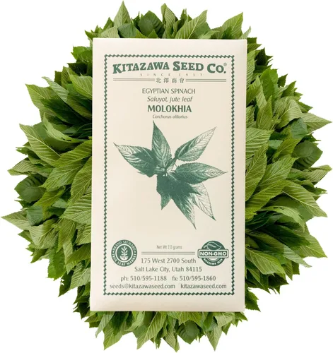 Miniatura 3 de Kitazawa Seed Company Semillas de espinaca egipcia – Molokhia, malva judía, malva de yute, Corchorus olitorius – Paquete de 0.07 oz ~ 1,000 semillas