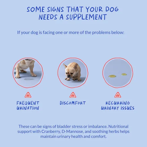 Miniatura 5 de Arándano para perros – 90 masticables suaves – Apoyo del tracto urinario, salud de la vejiga, infección urinaria del perro, cálculos en la vejiga