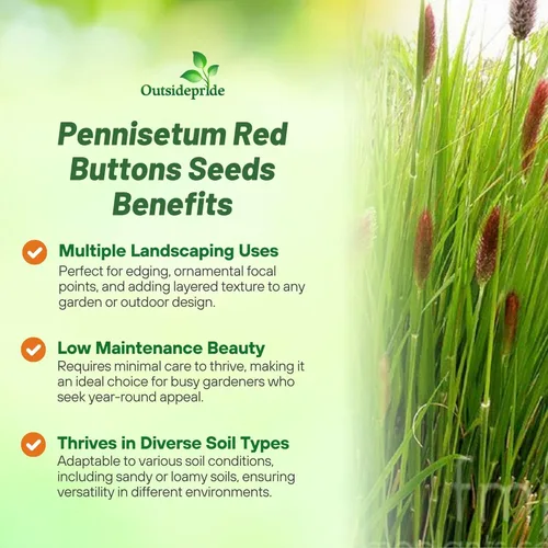 Miniatura 3 de Outsidepride - 25 semillas de la hierba ornamental perenne Pennisetum thunbergii (Red Buttons) para sembrar