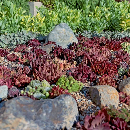 Miniatura 2 de Mountain Crest Gardens Sempervivum Paquete a granel – 50 plantas vivas resistentes al frío, 5 de cada variedad, enraizadas en macetas de 2 pulgadas