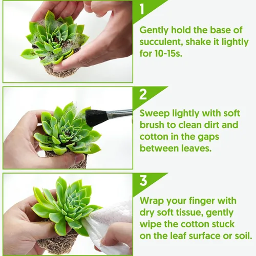 Miniatura 7 de Cotyledon Pendens de 4 pulgadas, suculenta viva completamente enraizada en macetas con mezcla de tierra, planta doméstica rara para la decoración