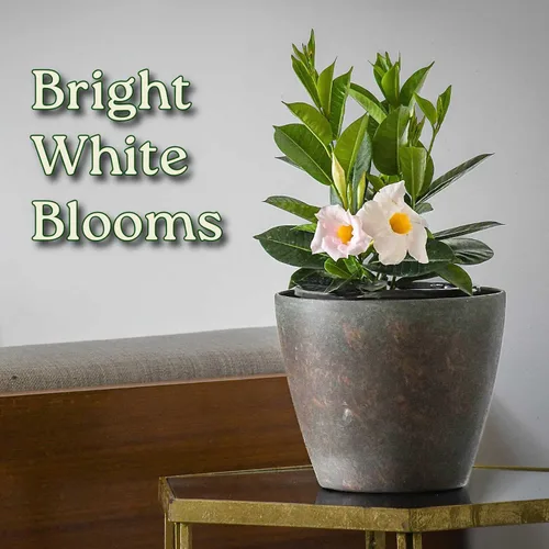 Miniatura 4 de Tropical Plants of Florida - Arbusto blanco de Dipladenia - Altura total de 14 pulgadas - Maceta de 6 pulgadas (1 galón) (solo planta)