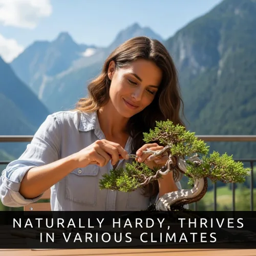 Miniatura 2 de 30 semillas de árbol bonsái de enebro de montaña para cultivar - Los enebros muy apreciados son los bonsáis más valiosos para los coleccionistas