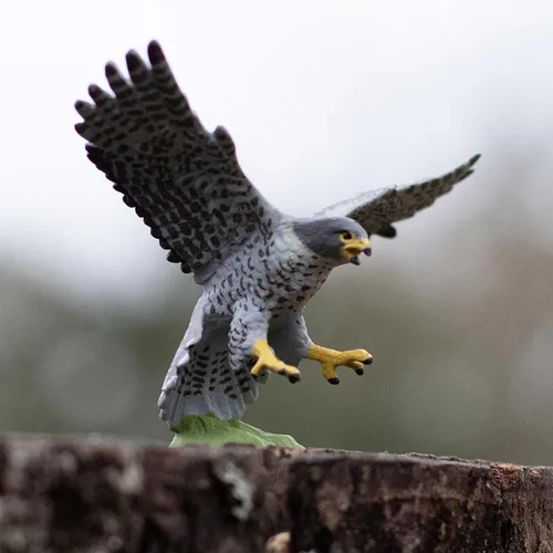 Miniatura 2 de Safari Ltd. Figura de halcón peregrino, figura detallada de plástico de 3.75 pulgadas, divertido juguete educativo para niños, niñas y niños a