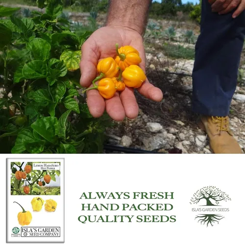Miniatura 4 de Semillas de pimiento picante Habañero de limón para plantar, más de 25 semillas de reliquia por paquete, semillas de jardín de Isla