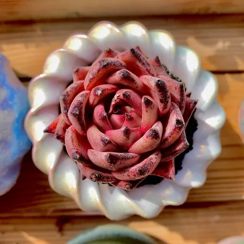 Miniatura 3 de Echeveria Agavoides Romeo - Plantas suculentas vivas raras, planta roja de 1 cabeza de 2.7 pulgadas, raíz desnuda sin tierra para maceta, escritorio