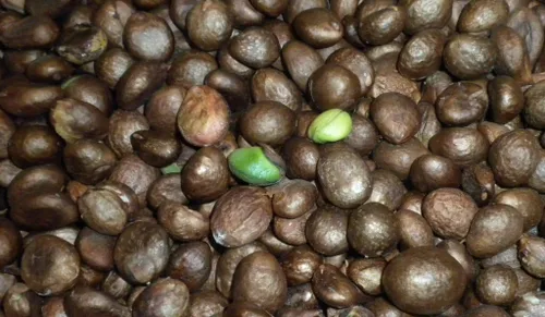 5 LOQUAT Eriobotrya japonica SEMILLAS DE ÁRBOL SEMILLAS DE MEDLAR JAPONÉS - ALTO EN VITAMINA A - PERFECTO PARA LA VINIFICACIÓN - ZONA 8a - 11