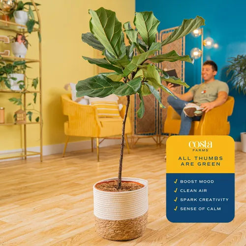 Miniatura 4 de Costa Farms Árbol de higuera de hoja de violín, Ficus Lyrata planta viva para interior en maceta decorativa, planta tropical para el hogar en maceta