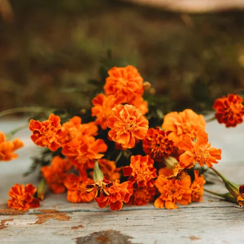 Miniatura 3 de Caléndula francesa - 250 semillas - Variedad de reliquia y polinizada abierta, semillas de flores fáciles de cultivar, sin OMG para plantar al aire