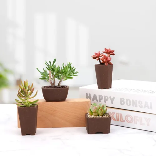 Miniatura 6 de Happy Bonsai Macetas sin esmaltar, 4 unidades, mini suculentas, 2.0 in, color natural