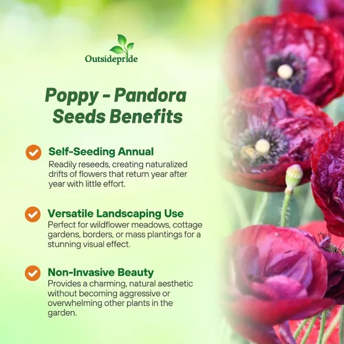 Miniatura 3 de Outsidepride Pandora Semillas de amapola para plantar, 500 piezas anuales, tolerantes a la sequía y fáciles de cultivar semillas de flores