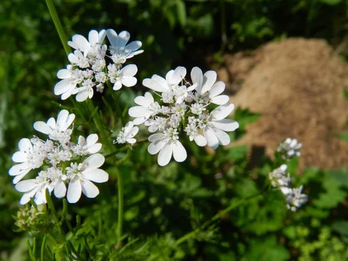 Miniatura 4 de Cilantro (perejil chino Dhania) Vegetal sin OMG para plantar 500 semillas