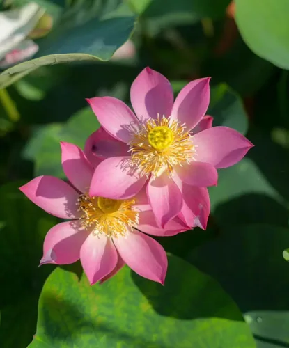 Miniatura 4 de Más de 15 mini tazones de semillas de loto para patio y estanque, hermosos contenedores de flores de agua, estilo bonsái, variedad de loto sagrado