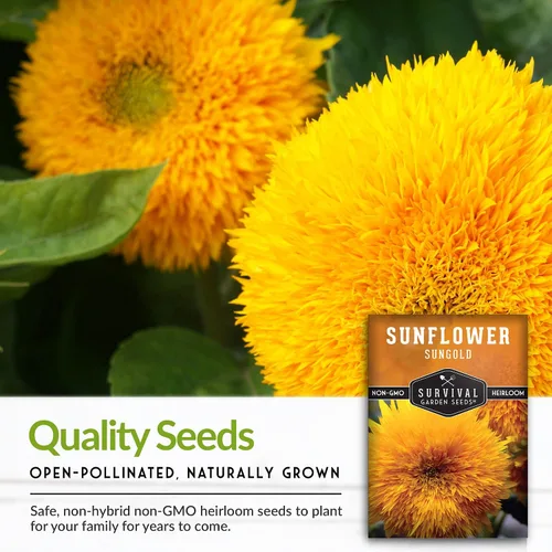 Miniatura 7 de Sungold - Semillas de girasol de oso de peluche para plantar, flor enana con flores esponjosas de pompón, reliquia, variedad sin OMG, semillas