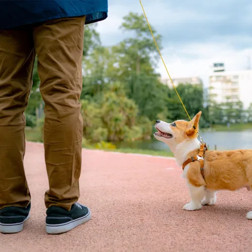 Miniatura 6 de Correa de perro resistente, correa de metal a prueba de mordidas para perros grandes (hasta 250 libras), correas de alambre para perros con agarre