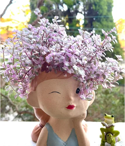 Miniatura 3 de Suculentas vivas Pink Lady (4 pulgadas), plantas suculentas totalmente enraizadas en macetas con tierra, planta de casa de fácil cuidado para Rosa
