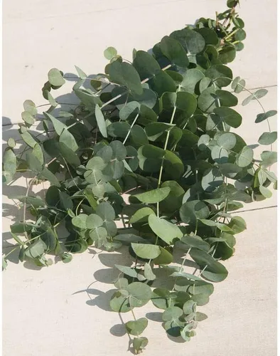 Miniatura 2 de Eucalyptus Silver Dollar Seeds - Planta de interior o exterior (30)