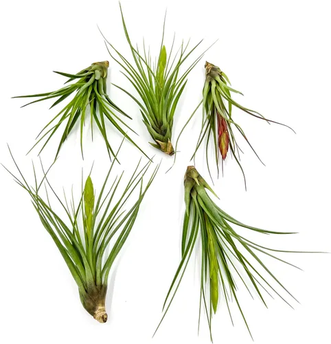 Miniatura 17 de ragnaroc Air Plants - Tillandsia Caput Medusae Floreciente, Grande 5-7" - 1ct - Llegada Viva Garantizada - Plantas de Casa para Decoración del Hogar