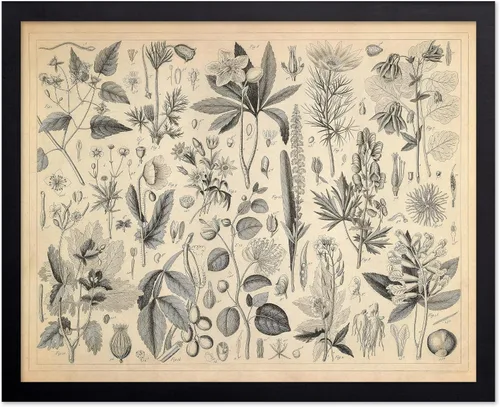 Miniatura 68 de Poster Master Póster Vintage de Plantas Cultivadas - Impresión Botánica Retro - Arte de Flores - Arte de Plantas - Regalo para Hombres y Mujeres