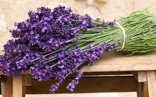 Miniatura 8 de Planta de lavanda inglesa Hierbas no transgénicas para plantar