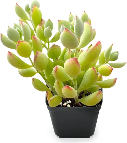 Miniatura 10 de Sprout N Green Pachyphytum compactum, 1 planta suculenta viva totalmente enraizada en macetas de 2 pulgadas con mezcla de tierra, planta de casa