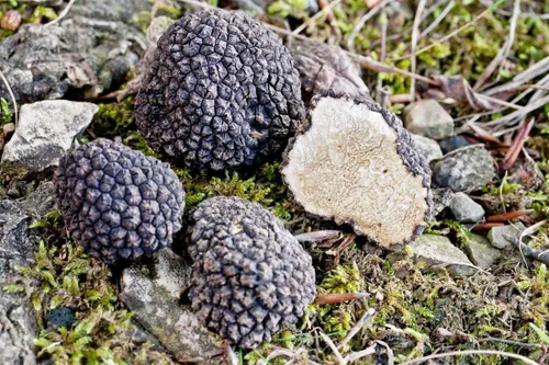Miniatura 7 de Setas de trufa negra sin OMG para plantar esporas de desove de micelio