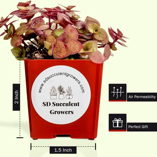 Miniatura 2 de Paquete misterioso de plantas suculentas vivas, variedad de plantas bien enraizadas en macetas de 2 pulgadas, plantas de interior reales, pequeñas