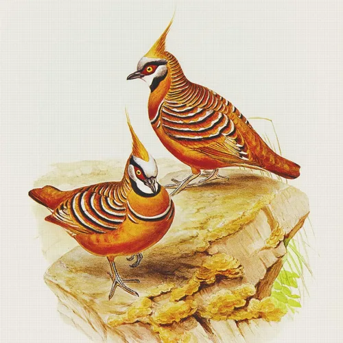Miniatura 21 de Canguros australianos John Gould Counted Patrón de punto de cruz