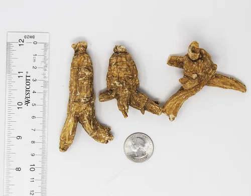 Miniatura 3 de DOL Raíz de ginseng cultivada a mano de Wisconsin americano, mediana y grande, ginseng americano cultivado de Wisconsin (grande, 16 onzas en caja)