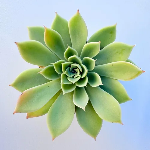 Miniatura 2 de Plantas suculentas vivas, variedades surtidas en dos tamaños de maceta, plantas de fácil cuidado para interiores y exteriores, GNEM