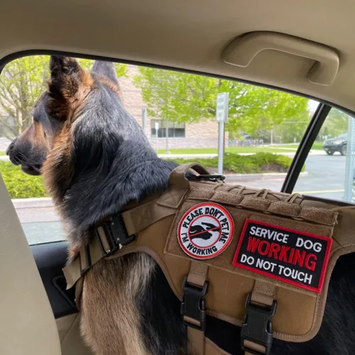 Miniatura 4 de 10 Piezas de Emblema de Servicio para Perros K9 "Por Favor No Me Acaricien" en Entrenamiento Sin Tocar Insignia Completa Bordada para Arnés