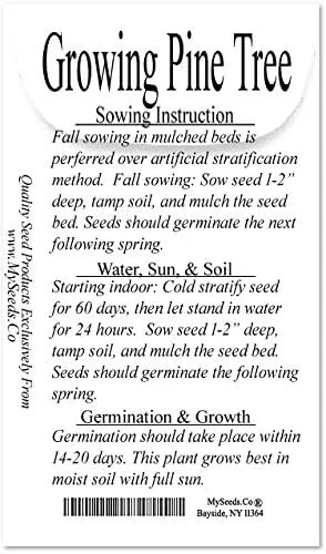 Miniatura 3 de Semillas para árbol de pino sin transgénicos de MySeeds.Co