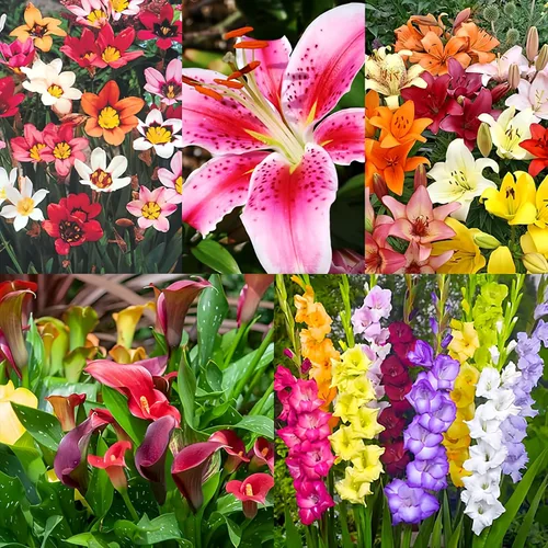 Jardín completo de bulbos de flores – 75 bombillas para 50 días de floración continua (color de verano de julio a octubre) – Fácil de cultivar