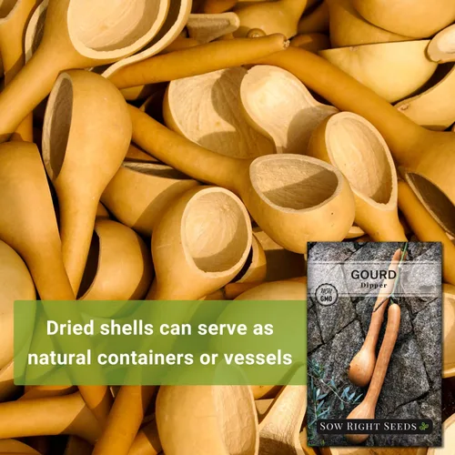 Miniatura 3 de Sow Right Seeds - Semillas de calabaza Dipper para plantar - Paquete de reliquia sin OMG con instrucciones para plantar y cultivar un huerto