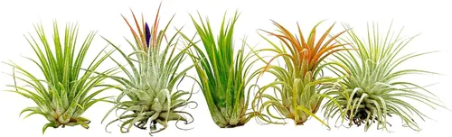 Miniatura 2 de Plantas de aire ragnaroc - Paquete de Tillandsia Ionantha, regular de 1-3" - 12 unidades - Llegada viva garantizada - Plantas de casa