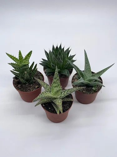 Miniatura 6 de BubbleBlooms Surtido variado de aloe, macetas de 3 pulgadas, 4 suculentas de aloe diferentes