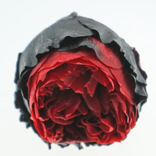 Miniatura 5 de Cabeza de flor fresca preservada de rosas Austin, 1.6-2 pulgadas cada una, 8 piezas