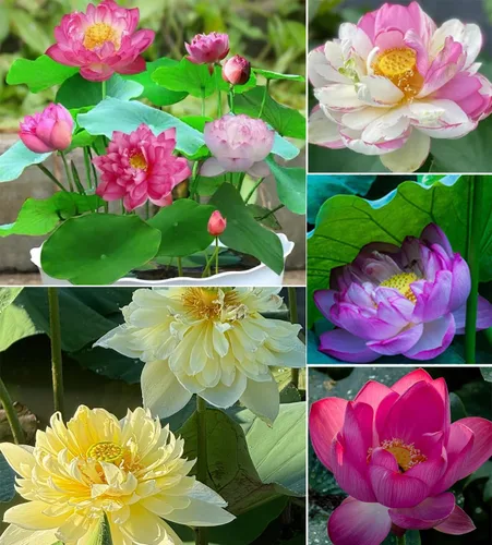 Más de 15 mini tazones de semillas de loto para patio y estanque, hermosos contenedores de flores de agua, estilo bonsái, variedad de loto sagrado