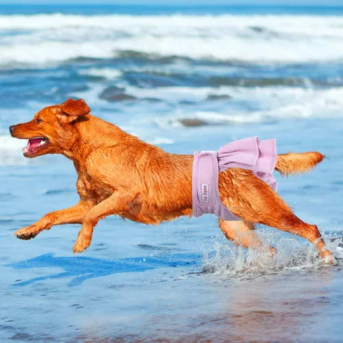 Miniatura 5 de Pañales para perras (3 unidades), pañales lavables y reutilizables para perritos, bragas para perrito, cachorros, entrenamiento para ir al baño