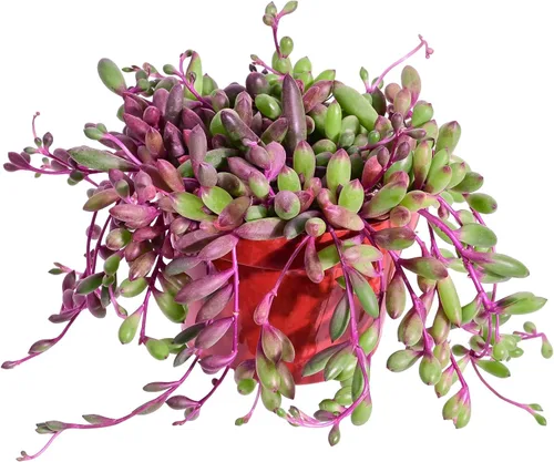Miniatura 20 de Cotyledon Pendens de 4 pulgadas, suculenta viva completamente enraizada en macetas con mezcla de tierra, planta doméstica rara para la decoración