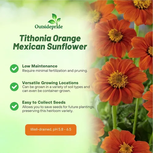 Miniatura 3 de Outsidepride Goldfinger - Semillas de girasol mexicano – 1000 piezas anuales, fáciles de cultivar, semillas de flor naranja Tithonia Speciosa