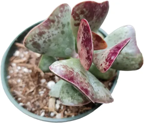 Miniatura 11 de Plantas de cactus suculentas vivas raras (maceta Monanthes polyphylla)